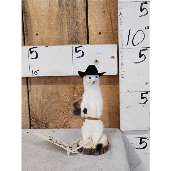 Sheriff Weasel Taxidermy Mount