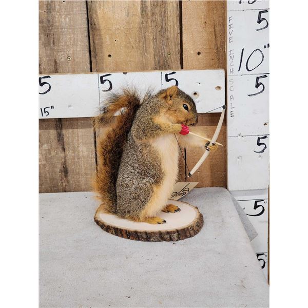 Bow Hunting Squirrel Taxidermy