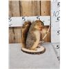 Image 1 : Bow Hunting Squirrel Taxidermy