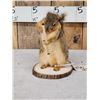 Image 2 : Bow Hunting Squirrel Taxidermy