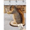 Image 3 : Bow Hunting Squirrel Taxidermy