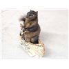 Image 4 : Black Squirrel In A Birch Bark Canoe Taxidermy