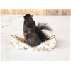 Image 5 : Black Squirrel In A Birch Bark Canoe Taxidermy