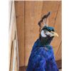 Image 10 : Gorgeous Blue Indian Peacock Full Body Bird Taxidermy