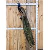 Image 1 : Gorgeous Blue Indian Peacock Full Body Bird Taxidermy