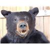 Image 2 : Extra Large Black Bear Half Body Taxidermy Mount
