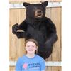 Image 3 : Extra Large Black Bear Half Body Taxidermy Mount
