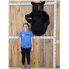 Image 4 : Extra Large Black Bear Half Body Taxidermy Mount