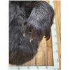 Image 5 : Extra Large Black Bear Half Body Taxidermy Mount
