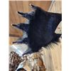 Image 6 : Extra Large Black Bear Half Body Taxidermy Mount
