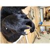 Image 7 : Extra Large Black Bear Half Body Taxidermy Mount