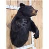 Image 8 : Extra Large Black Bear Half Body Taxidermy Mount