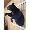 Image 9 : Extra Large Black Bear Half Body Taxidermy Mount