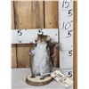 Backpacking Squirrel Taxidermy Mount