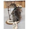 Image 4 : Backpacking Squirrel Taxidermy Mount