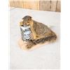 Image 2 : Drunken Squirrel Taxidermy Mount