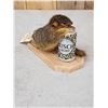 Image 3 : Drunken Squirrel Taxidermy Mount