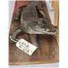 Image 4 : 3 1/2 Foot Ling Alligator Full Body Taxidermy Mount