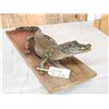Image 5 : 3 1/2 Foot Ling Alligator Full Body Taxidermy Mount