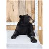 Black Bear Half Body Taxidermy Mount