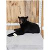 Image 2 : Black Bear Half Body Taxidermy Mount