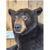 Image 3 : Black Bear Half Body Taxidermy Mount