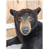 Image 5 : Black Bear Half Body Taxidermy Mount