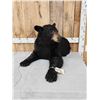 Image 6 : Black Bear Half Body Taxidermy Mount