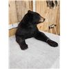 Image 7 : Black Bear Half Body Taxidermy Mount