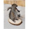Image 2 : Naughty Squirrel Taxidermy Mount