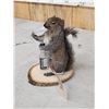 Image 3 : Naughty Squirrel Taxidermy Mount