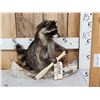 Image 1 : Raccoon In A Birch Bark Canoe Taxidermy