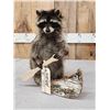 Image 2 : Raccoon In A Birch Bark Canoe Taxidermy