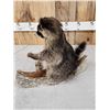 Image 3 : Raccoon In A Birch Bark Canoe Taxidermy
