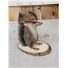 Image 2 : Bow Hunting Squirrel Taxidermy