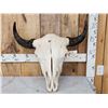Image 1 : Large American Bison Buffalo Skull Taxidermy