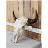 Image 2 : Large American Bison Buffalo Skull Taxidermy