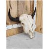 Image 3 : Large American Bison Buffalo Skull Taxidermy