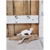 Image 1 : Weasel On Driftwood Taxidermy