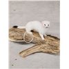 Image 2 : Weasel On Driftwood Taxidermy
