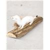 Image 3 : Weasel On Driftwood Taxidermy