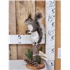 Image 1 : Abert's Squirrel Full Body Taxidermy Mount
