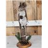 Image 2 : Abert's Squirrel Full Body Taxidermy Mount