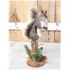 Image 3 : Abert's Squirrel Full Body Taxidermy Mount