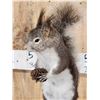 Image 4 : Abert's Squirrel Full Body Taxidermy Mount