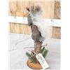 Image 5 : Abert's Squirrel Full Body Taxidermy Mount