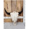 Image 1 : American Bison Buffalo Skull Taxidermy