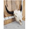 Image 2 : American Bison Buffalo Skull Taxidermy
