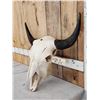 Image 3 : American Bison Buffalo Skull Taxidermy