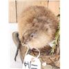 Image 3 : Muskrat Full Body Taxidermy Mount